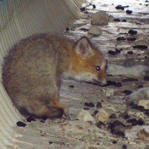 Foxy in a tube under the street between Pali Aike National Park and Puerto Natales